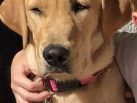 Labradorin, 8 Monate, sehr sehr lieb, mit HD