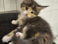 Reinrassige Maine Coon Kitten