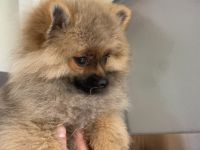 Pomeranian Welpen