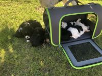 Süße amerikanische Cockerspanielwelpen suchen in 6 Wochen ein neues Zuhause