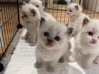 Reinrassige Ragdoll Babykatzen suchen neues Zuhause