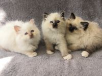 Heilige Birma Kitten suchen ein neues Zuhause