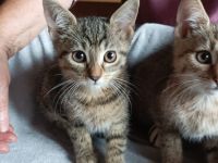 Mischlingskatzen 4 Monate alt stubenrein und lieb weiblich