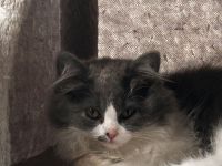 Britisch langhaar Kater