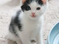 Heilige Birma mit Ekh, Edelmix Kitten suchen liebevolles zu Hause,