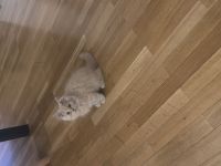 Sibirische Babykatze