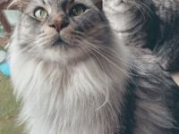 Katzenpaar sucht neues liebevolles Zuhause