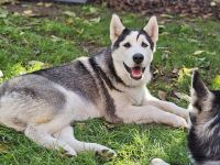 WUNDERSCHÖNE Husky Bärchen abzugeben