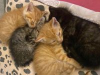 4 Kätzchen suchen ein neues Zuhause