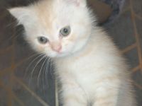 BKH Kitten noch 2 Mädchen verfügbar