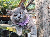 BKH und BLH Kitten mit Stammbaum suchen schönes Zuhause