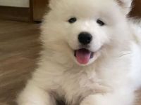 Samojeden Welpen mit FCI Ahnentafel