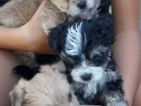 Hunde Welpen YorkshireTerrier Havaneser mix Malteser