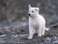 Weiße Schweizer Schäferhund Welpen *Stockhaar + Langstock *