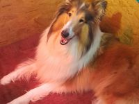 Wunderschöne Collie Welpen Amerikanische Linie