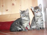 Junger Bengal-Mix Kater (Kitten) sucht Zuhause mit Spielgefährte und Freigang