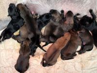 bezaubernde Malinois Welpen