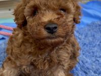 Zuckersüße Zwergpudel/ kleinpudel Welpen braun fawn apricot