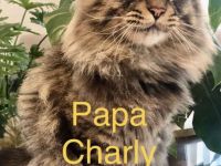 Maine Coon - Perser- Katzen