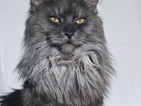 Maine Coon Deckkater