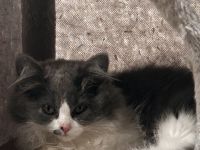 Britisch langhaar Kater