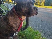 American Staffordshire