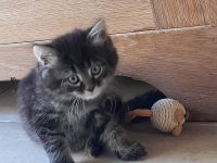 Britisch Kurzhaar Kitten (m. über 12 Wochen) ab dem 12.10.23 zu verkaufen