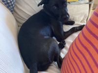 Junge Mischlingshündin Lu