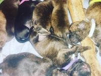 Boxer Labrador Mix Welpen abzugeben ab dem 06.12.2013