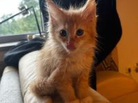 Zuckersüße Maine Coon Kittys