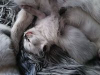 Reinrassige Siam Kitten blue point