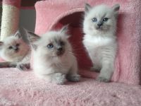 Reinrassige Ragdoll Kitten abzugeben