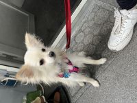 Kleine liebevolle Hündin