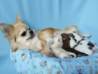 Chihuahua Welpen in KH und LH