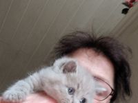 Britisch Kurzhaar Mädchen