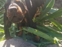 Welpen Black&Tan Coonhound