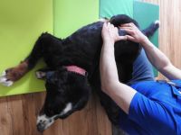 Tierphysio & Osteopathie