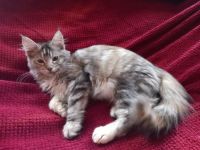 Maine Coon Mädels mit Stammbaum