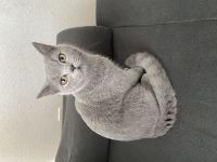 Leo sucht dringend ein neues Zuhause