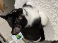 Süße Leonie 16 Wochen alt