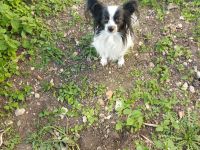 Papillon Hündin und Rüde