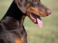 Top Doberman Hündin