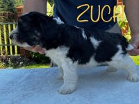 Polski Owczarek Nizinny FCI -PON (Polish Lowland Sheepdog)