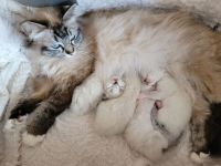 Heilige Birma Kitten weiblich