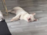 Französische Bulldogge (männlich) sucht neue Familie