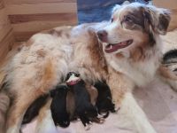 Australien Shepherd Welpen Mit ASCA Papiere