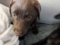 Reinrassige Labrador zu verkaufen