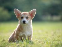 Zucker Süße Welpen Welsh Corgi Pembroke