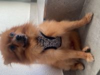 Pomeranian Sucht dringend neues zuhause