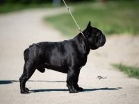 Top French Bulldog